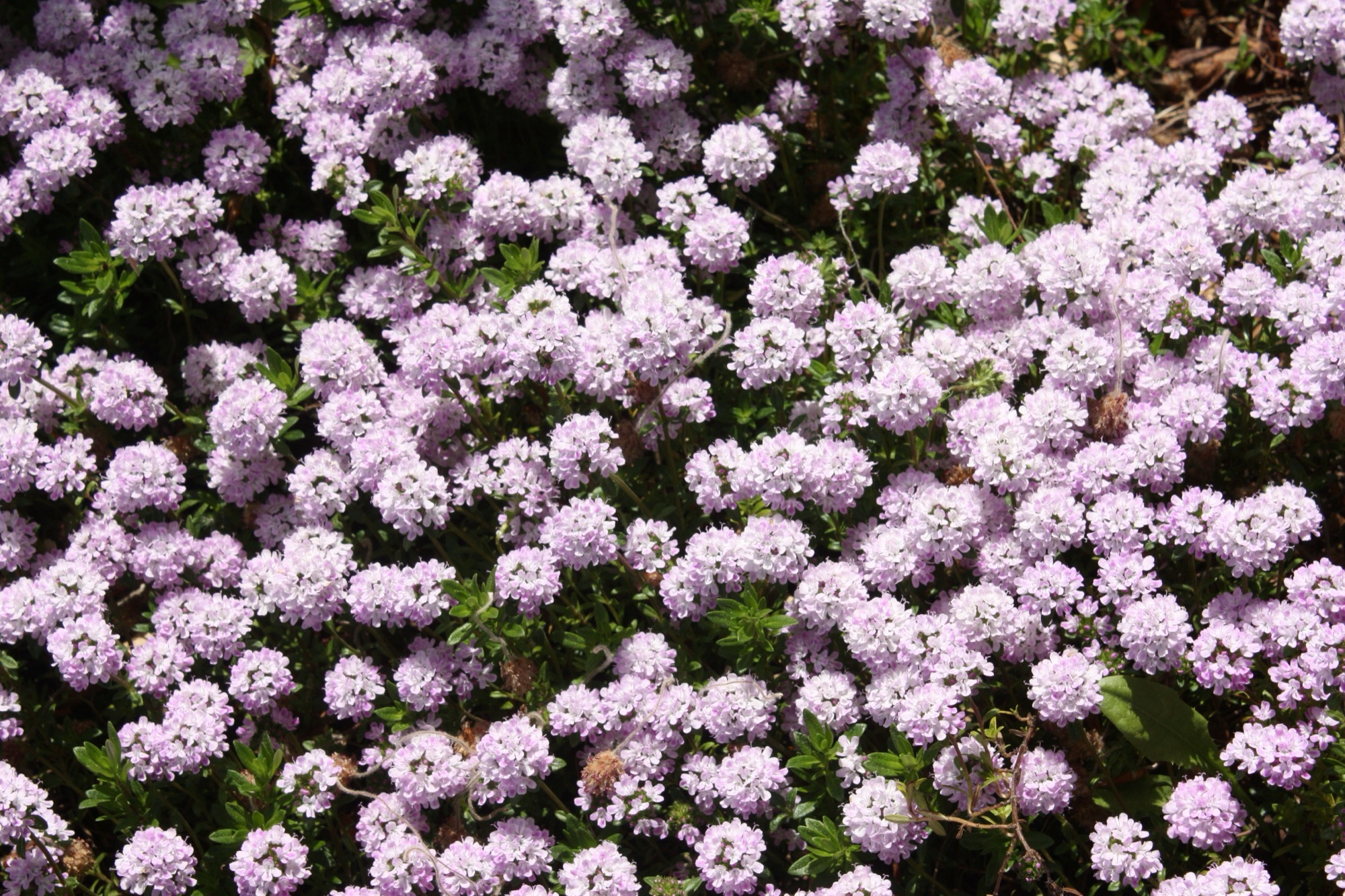 Blüten im Päonienpark